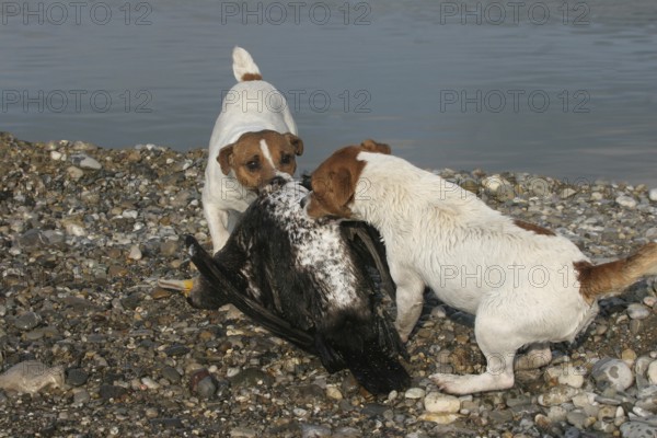 Hunting dogs Jack Russell Terrier on a shot cormorant (Phalacrocorax carbo) Allgäu, Bavaria,