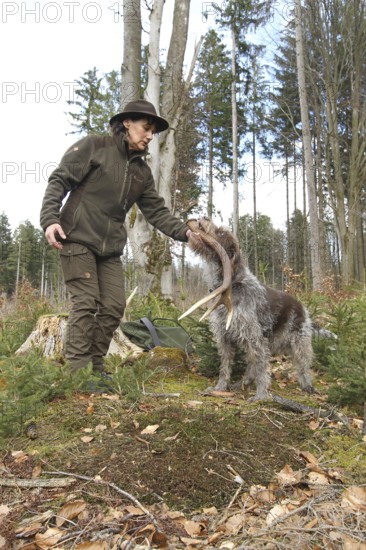 Huntress takes over the red deer (Cervus elaphus) pole retrieved by hunting dog Griffon, Allgäu,