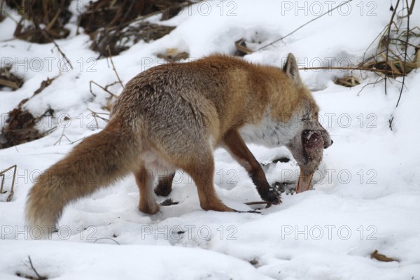 Red fox (Vulpes vulpes) at the Luderplatz in the snow, picks up hidden duck head, Allgäu, Bavaria,
