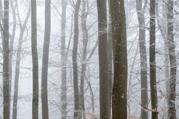 Bare tree trunks stand close together in a foggy winter forest, Blaubeuren, Swabian Jura,