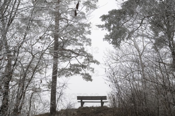 An empty bench between bare trees covered with brawl in a quiet, foggy winter forest, Blaubeuren,