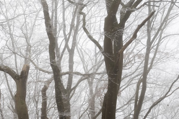 Winter landscape with foggy forest of bare trees, Blaubeuren, Swabian Jura, Baden-Württemberg,