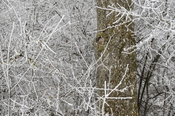 Close view of branches and tree trunk covered with hoarfrost, Blaubeuren, Swabian Jura,