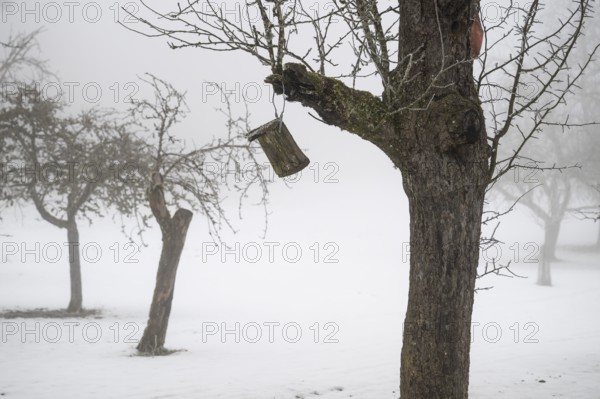Snowy fruit tree meadow in thick fog in winter, Blaubeuren, Swabian Jura, Baden-Württemberg,