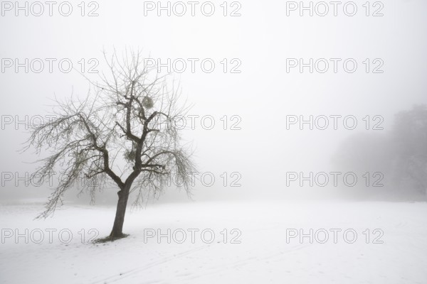 A single fruit tree stands alone in a foggy, snowy winter landscape, Blaubeuren, Swabian Jura,