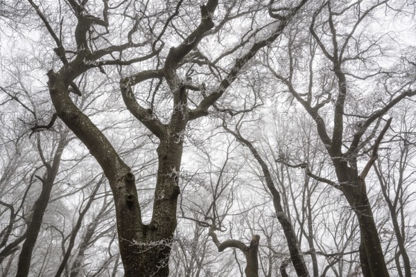 Tall, bare trees rise up into a foggy, melancholy winter sky, Blaubeuren, Swabian Jura,