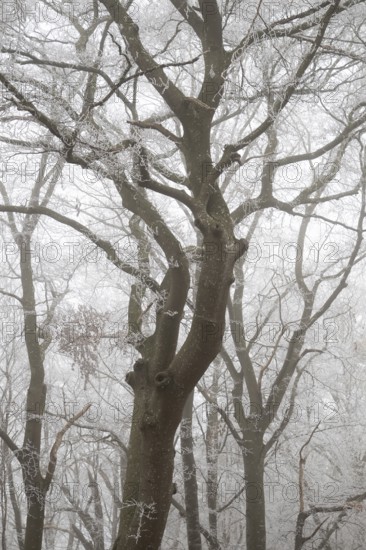 Trees with hoarfrost in a foggy forest create a calm and mysterious atmosphere, Blaubeuren, Swabian