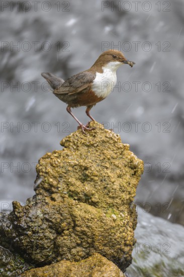 White-throated White-throated Dipper (Cinclus cinclus), standing on a tufa in front of a waterfall