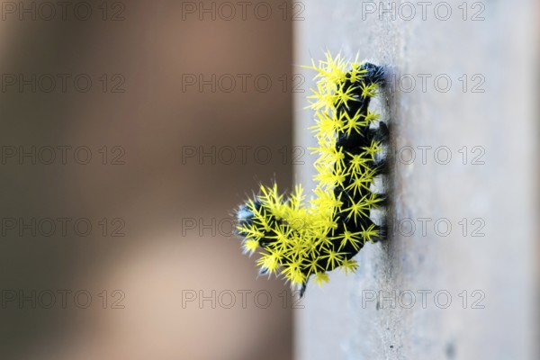 Close-up of a caterpillar of the species Leucanella viridescens with neon yellow spines as a