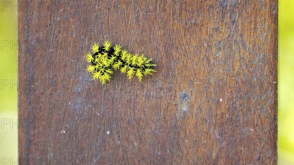 Leucanella viridescens caterpillar with neon yellow spines as a deterrent, seen in a nature reserve