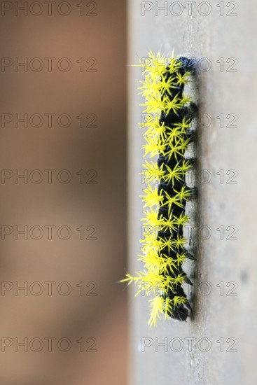 Close-up of a caterpillar of the species Leucanella viridescens with neon yellow spines as a