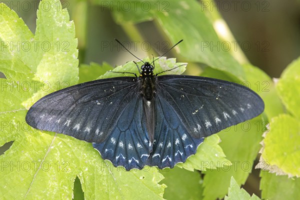 Black butterfly of the genus Borde de Jade (Battus polystictus) in a nature reserve, Buenos Aires,