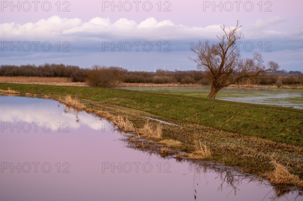 A single bare willow tree (Salix spec.) stands in a vast landscape under a pink sky at dusk at the