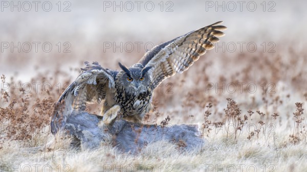 Eurasian Eagle-owl (Bubo bubo), on a roe deer (Capreolus capreolus), roadkill, Swabian Alb