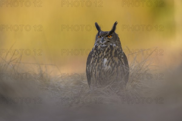 Eurasian Eagle-owl (Bubo bubo), sitting in a meadow in the last light, backlight, Swabian Alb