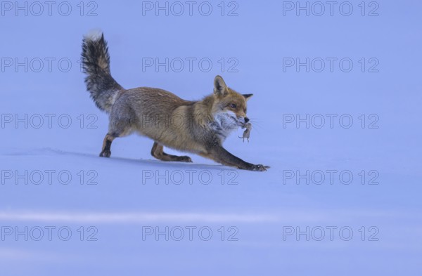 Red fox (Vulpes vulpes), with caught mouse on a meadow covered with snow, Swabian Alb biosphere