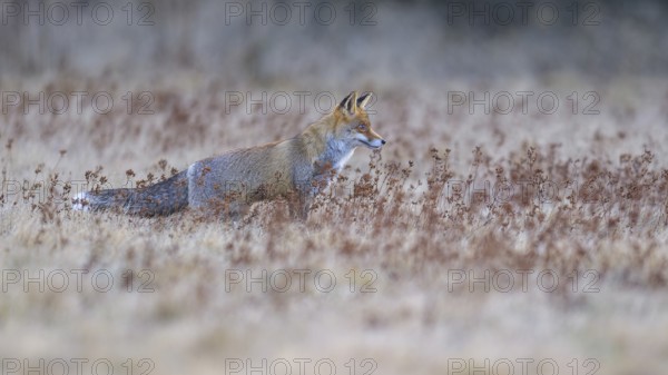 Red fox (Vulpes vulpes), securing in the last light in a meadow, Swabian Alb biosphere reserve,
