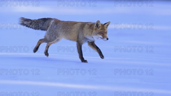 Red fox (Vulpes vulpes), jumping on a meadow covered with snow, Swabian Alb biosphere reserve,