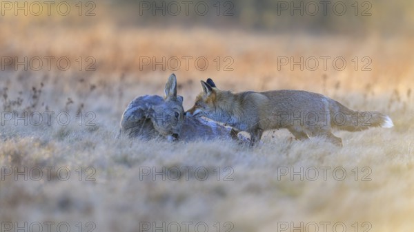 Red fox (Vulpes vulpes), at last light, roe deer (Capreolus capreolus), roadkill, Swabian Alb