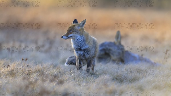 Red fox (Vulpes vulpes), securing at the leach in the last light, roe deer (Capreolus capreolus),