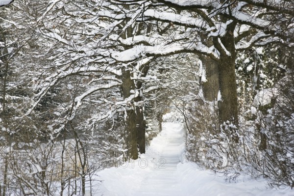 Oak avenue (Quercus robur), hiking trail, walking path, winter landscape, Penzberg, Upper Bavaria,