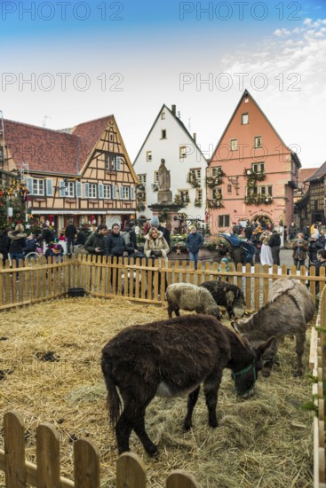Christmas market, Eguisheim, Haut-Rhin, Grand Est Region, Alsace, France