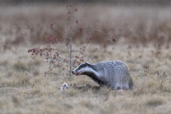 European badger (Meles meles), on roadkill, European hare (Lepus europaeus), in a meadow, Swabian
