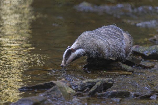 European badger (Meles meles), foraging on the banks of a stream in the last light, deciduous tree