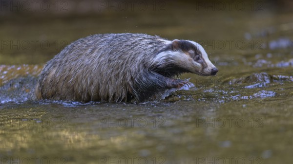 European badger (Meles meles), crossing a stream in the last light, deciduous tree is reflected in