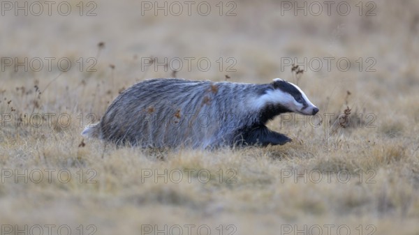 European badger (Meles meles), foraging in a meadow, Swabian Alb biosphere reserve,