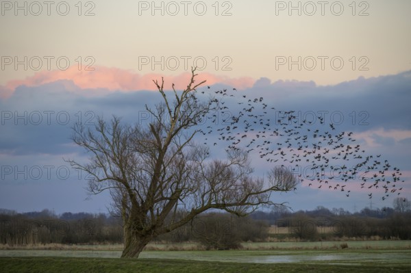 A flock of starlings (Sturnus vulgaris) flies into a bare willow (Salix spec.) standing at the