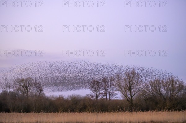 A flock of starlings (Sturnus vulgaris) forms impressive patterns in front of a colourful sky at