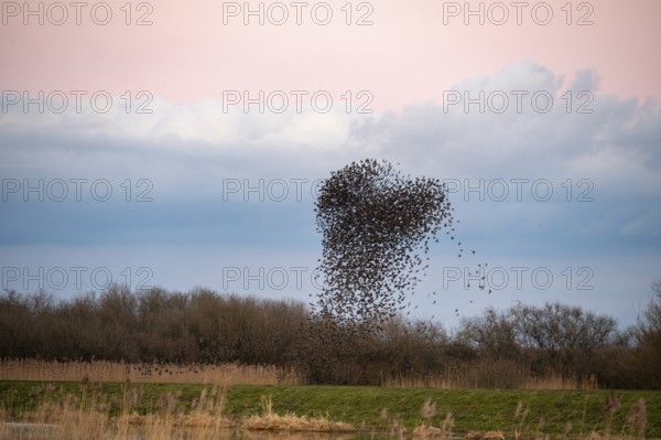 A flock of starlings (Sturnus vulgaris) draws a dynamic heart-shaped form in the sky, Dümmer nature