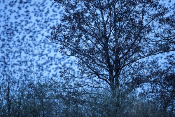 A flock of starlings (Sturnus vulgaris) flies from a tree against a blue-coloured evening sky at