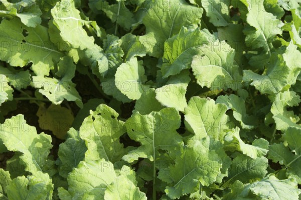 Winter rape, wintering, frost-resistant green manure plant, promotes the biological activity of the