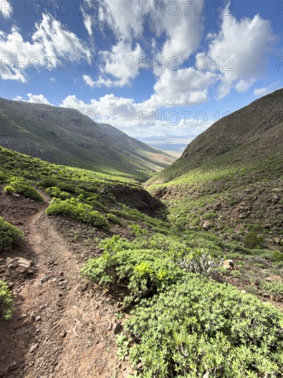View of the green valley of Risco de Famara against a blue sky with white clouds, Caleta de Famara,