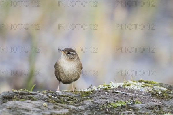 A wren (Troglodytes troglodytes) stands on a moss-covered rock surrounded by the muted colours of