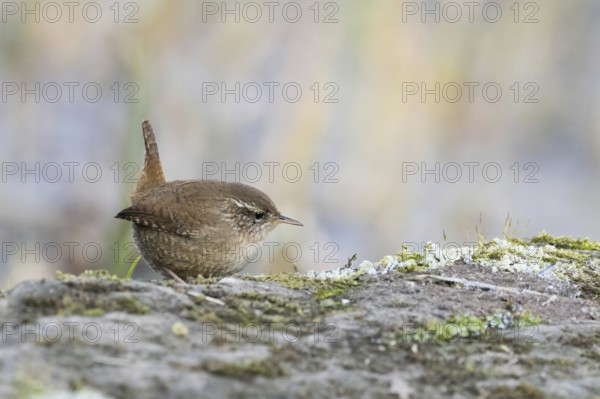 A wren (Troglodytes troglodytes) perches on a moss-covered rock and looks to the side, Hesse,