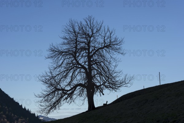 A single standing chestnut tree (Castanea) in late autumn, including an empty bench, Dietersbachtal