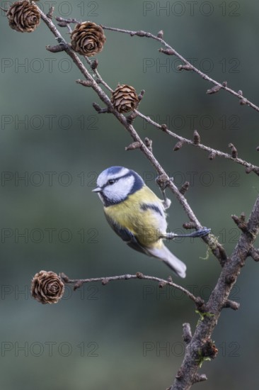 Blue tit (Parus caerulea), Emsland, Lower Saxony, Germany
