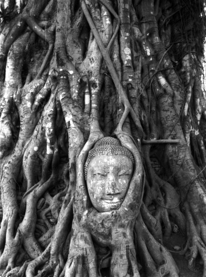 Buddha's head grown into the poplar fig (Ficus religiosa) . According to Buddhist tradition,