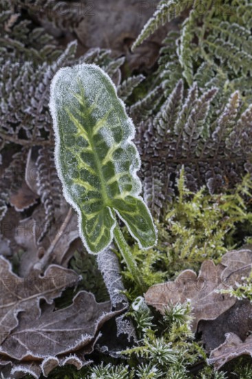 Arum italicum (Arum italicum Pictum) and fern fronds (Polystichum) in hoarfrost, Emsland, Lower