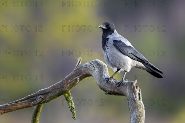 Northern European hooded crow (Corvus cornix cornix, Corvus corone cornix) perched on branch in