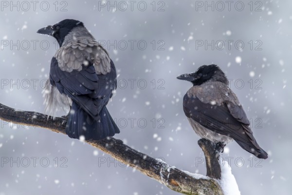 Two Northern European hooded crows (Corvus cornix cornix) in the snow perched on branch during