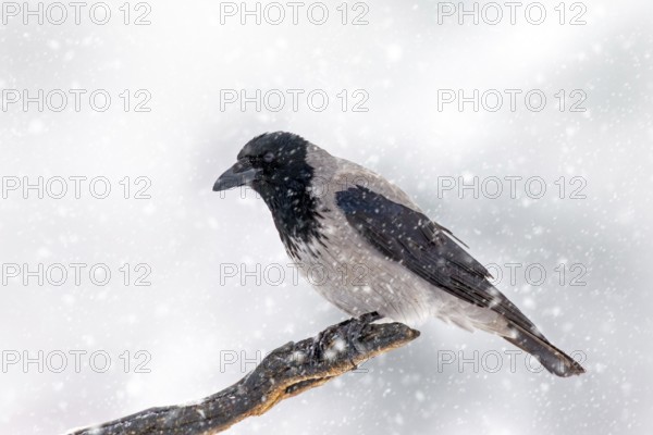 Northern European hooded crow (Corvus cornix cornix) in the snow perched on branch during heavy