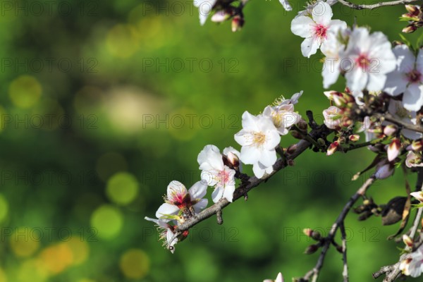Almond blossom, blossoming branch, almond tree (Prunus dulcis), Agrigento, Sicily, Southern Italy,