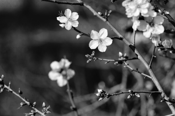 Almond blossom, blossoming branch, almond tree (Prunus dulcis), monochrome, Agrigento, Sicily,