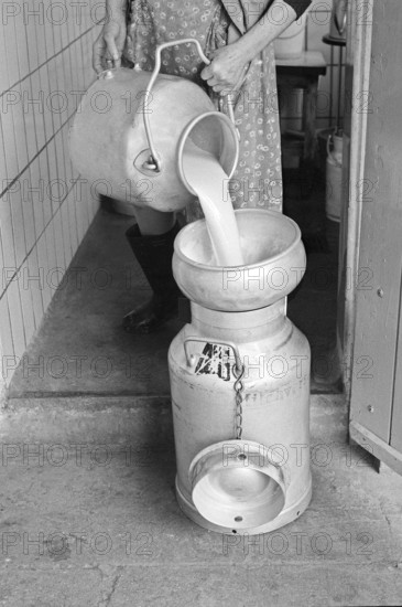 Freshly milked milk passes through a filter into a large milk can, on a former Franconian farm,