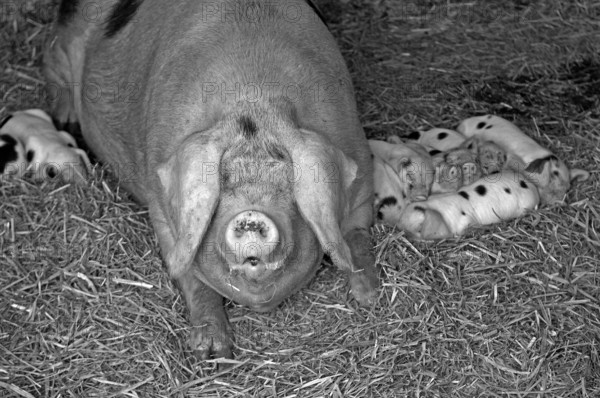 Mother sow with piglets on a farm, black and white, Netherseal, South Derbyshire, England, Great