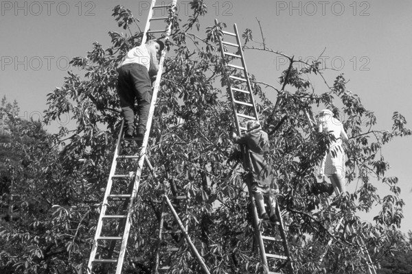 Farmers and assistants on ladders picking cherries, black and white, Bavaria, Germany